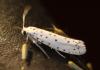 Yponomeuta sp.